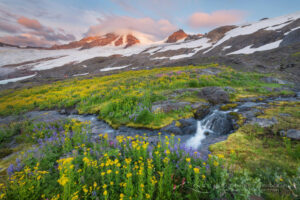 Wildflowers on Heliotrope Ridge, Mount Baker, Coleman, and Roosevelt glaciers are in the distance. Mount Baker Wilderness, North Cascades