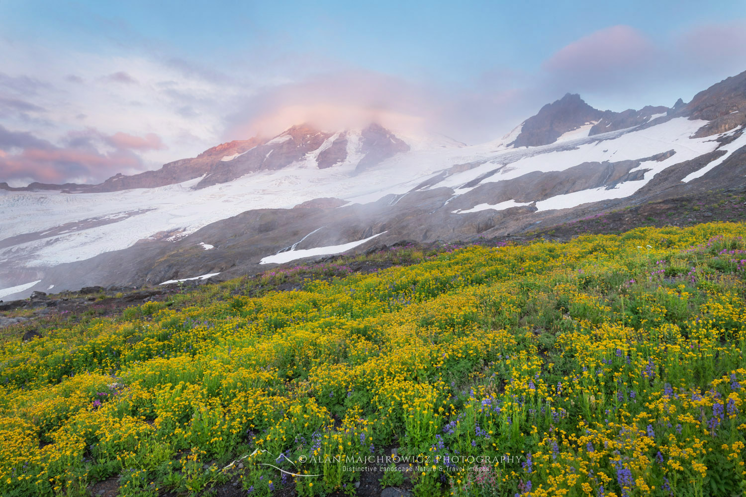 Wildflowers on Heliotrope Ridge, Mount Baker, Coleman, and Roosevelt glaciers are in the distance. Mount Baker Wilderness, North Cascades
