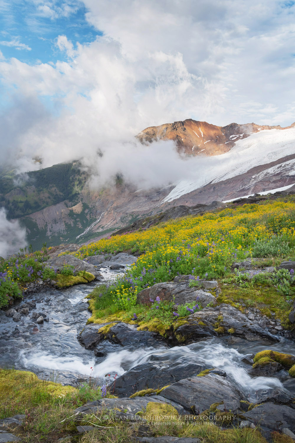 View of Coleman and Roosevelt glaciers, and wildflowers on Heliotrope Ridge. Mount Baker Wilderness, North Cascades Washington