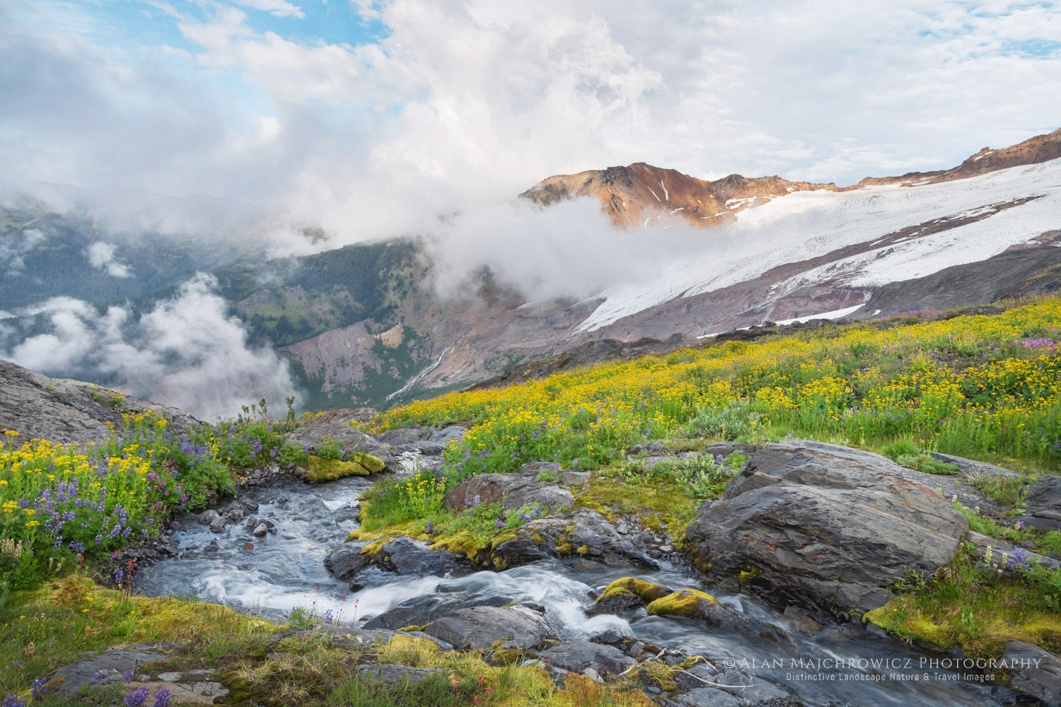 View of Coleman and Roosevelt glaciers, and wildflowers on Heliotrope Ridge. Mount Baker Wilderness, North Cascades, Washington