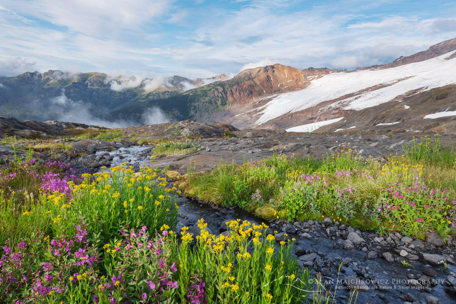 Wildflowers on Heliotrope Ridge. Mount Baker Wilderness, North Cascades
