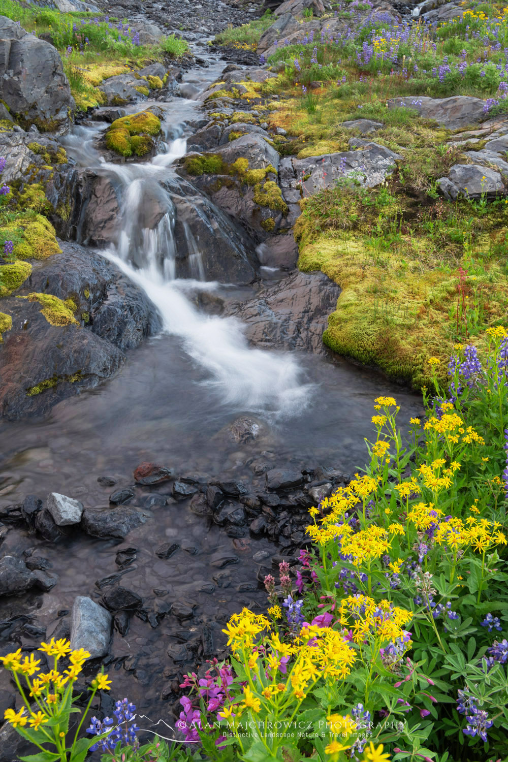 Heliotrope Ridge stream and wildflowers. Mount Baker Wilderness, North Cascades, Washington