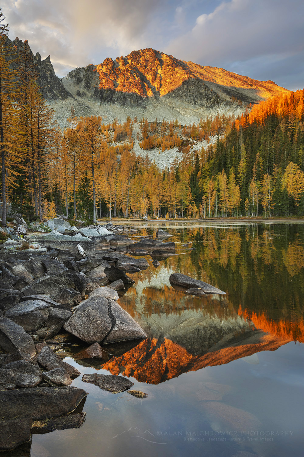 Subalpine Larches (Larix lyallii) displaying golden autumn foliage at Crater Lakes, along the Sawtooth Crest. North Cascades, Washington #87296b