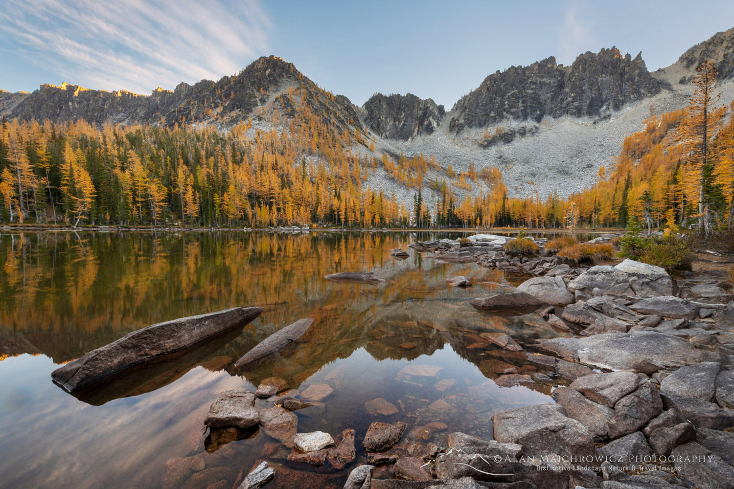 Subalpine Larches (Larix lyallii) displaying golden autumn foliage at Crater Lakes, along the Sawtooth Crest. North Cascades Washington