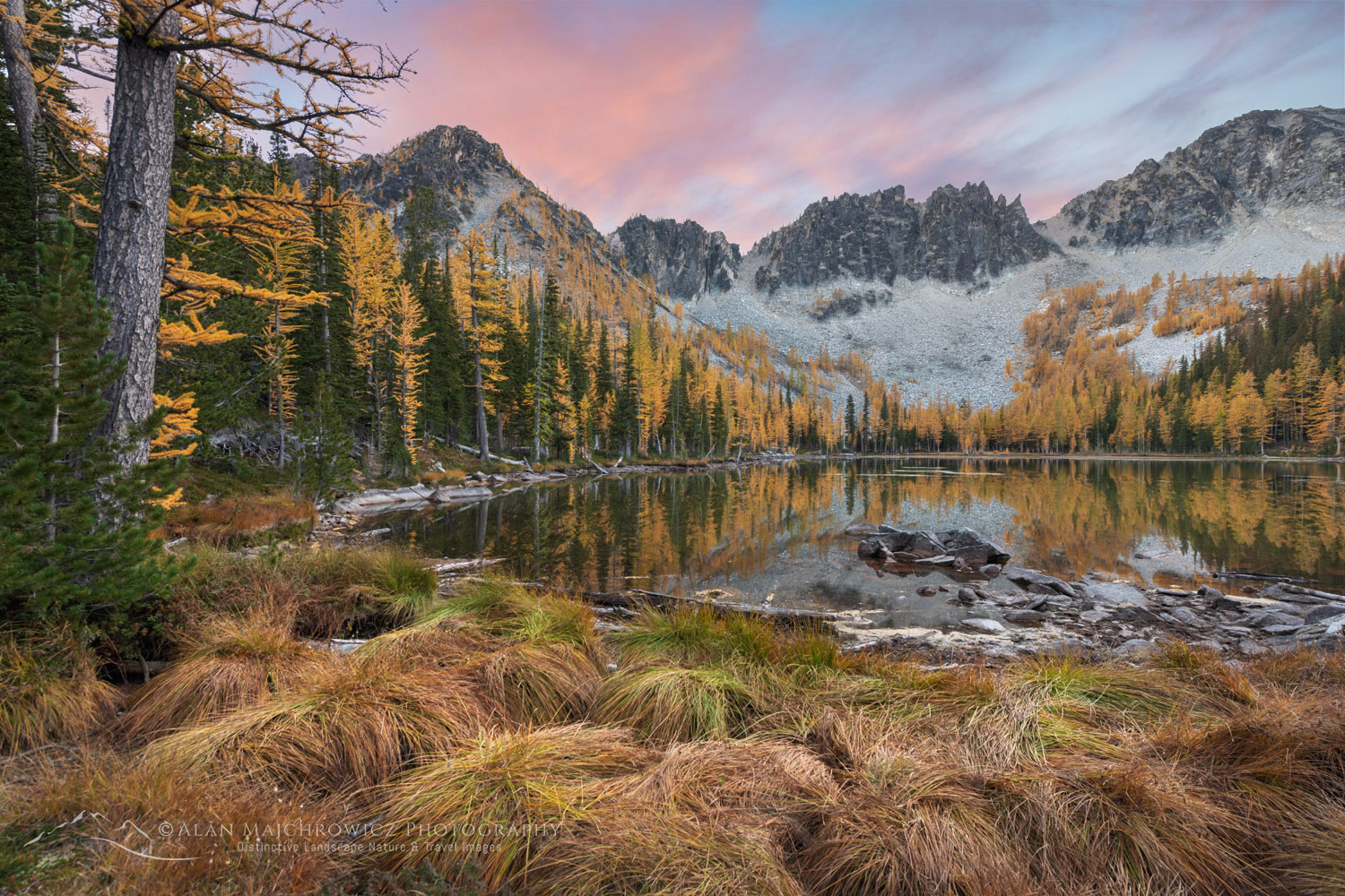 Subalpine Larches (Larix lyallii) displaying golden autumn foliage at Crater Lakes, along the Sawtooth Crest. North Cascades Washington