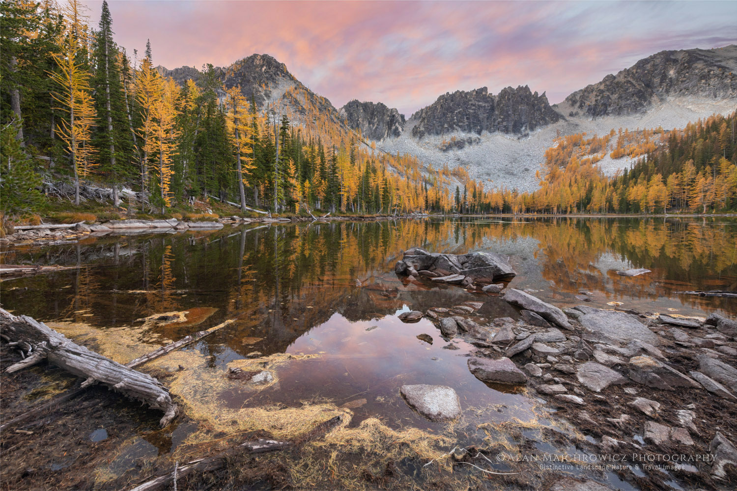 Subalpine Larches (Larix lyallii) displaying golden autumn foliage at Crater Lakes, along the Sawtooth Crest. North Cascades Washington