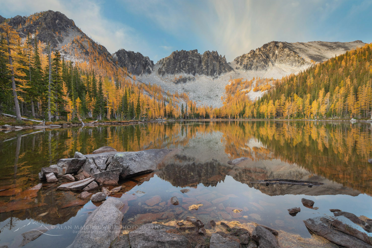 Subalpine Larches (Larix lyallii) displaying golden autumn foliage at Crater Lakes, along the Sawtooth Crest. North Cascades Washington