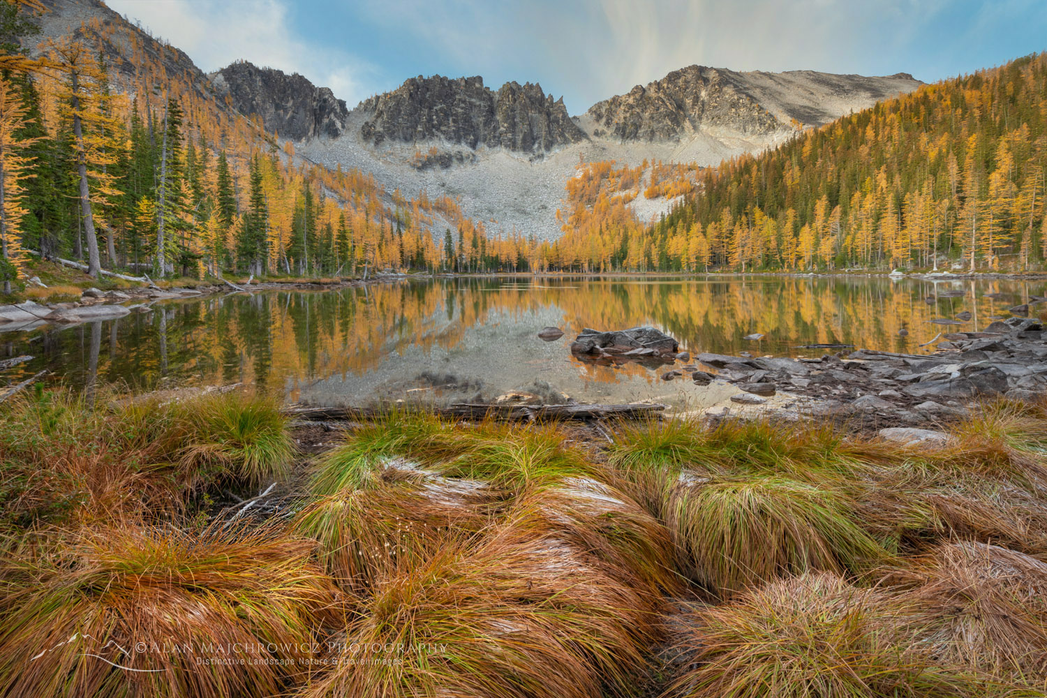 Subalpine Larches (Larix lyallii) displaying golden autumn foliage at Crater Lakes, along the Sawtooth Crest. North Cascades Washington