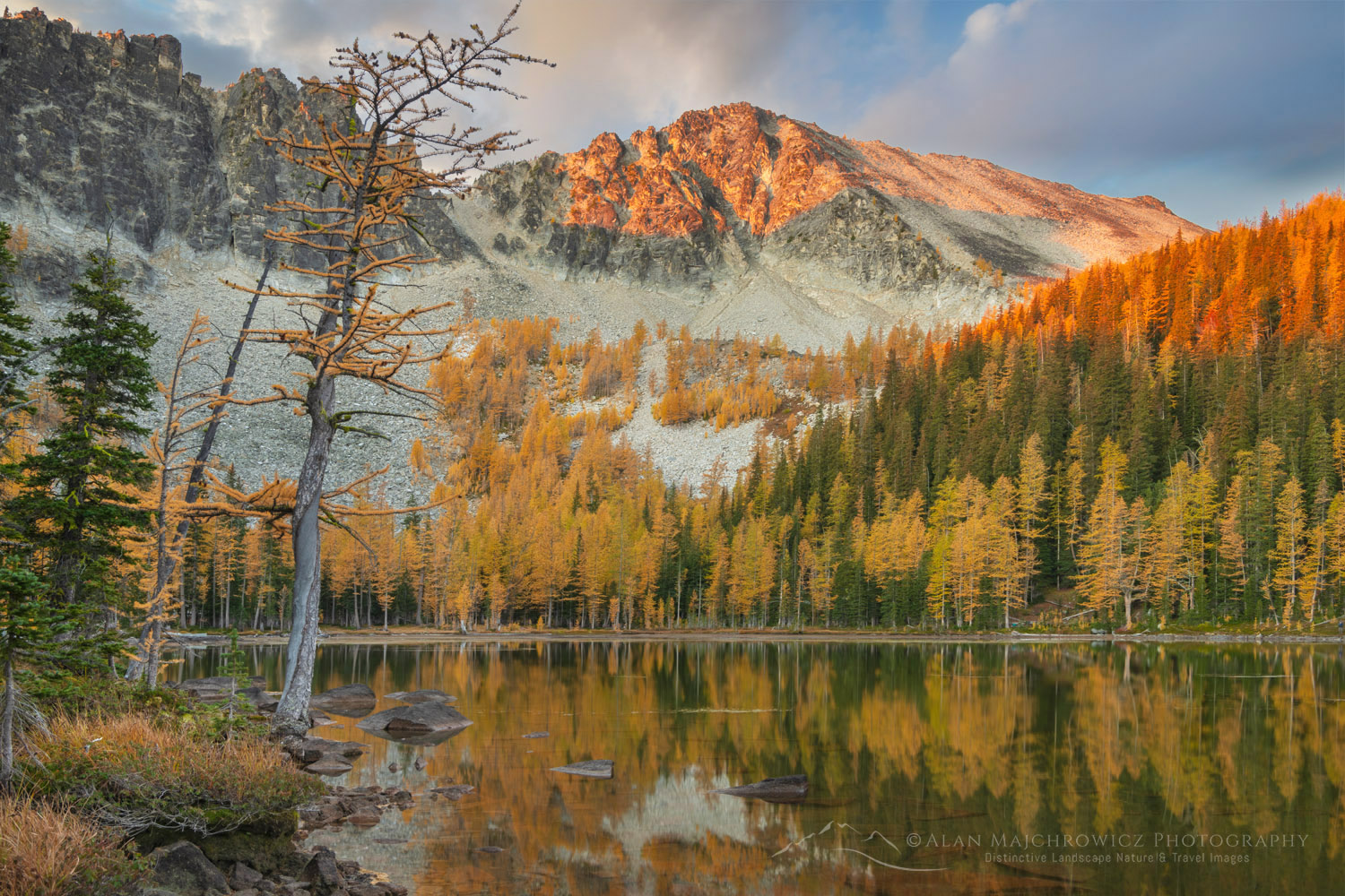 Subalpine Larches (Larix lyallii) displaying golden autumn foliage at Crater Lakes, along the Sawtooth Crest. North Cascades Washington