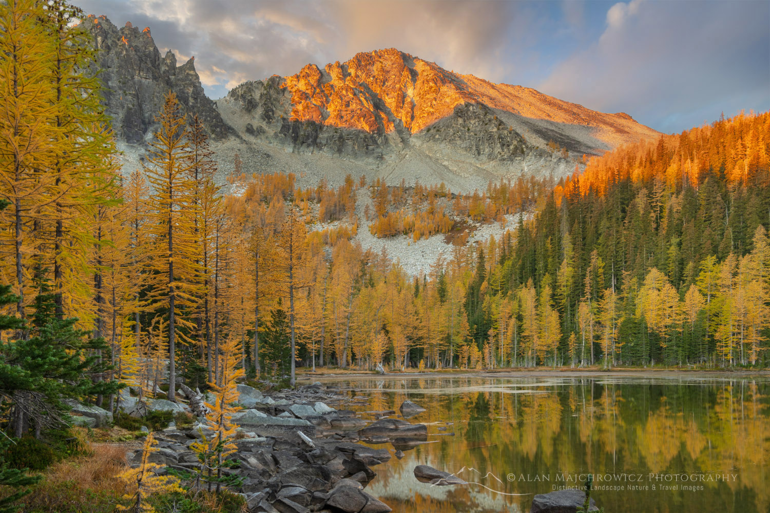Subalpine Larches (Larix lyallii) displaying golden autumn foliage at Crater Lakes, along the Sawtooth Crest. North Cascades Washington