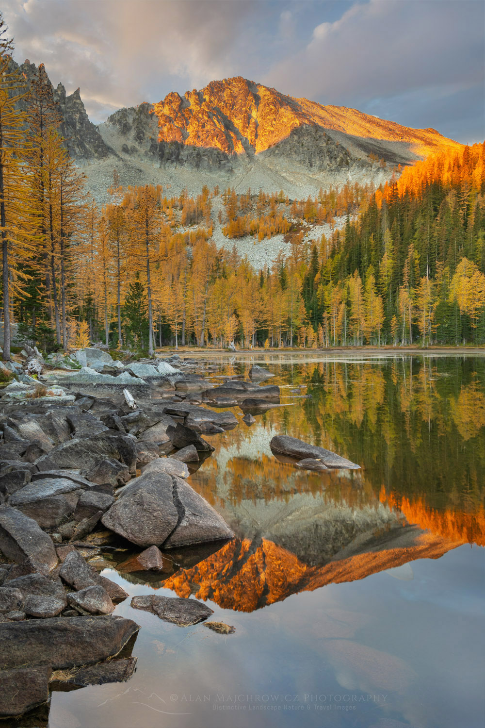 Subalpine Larches (Larix lyallii) displaying golden autumn foliage at Crater Lakes, along the Sawtooth Crest. North Cascades Washington