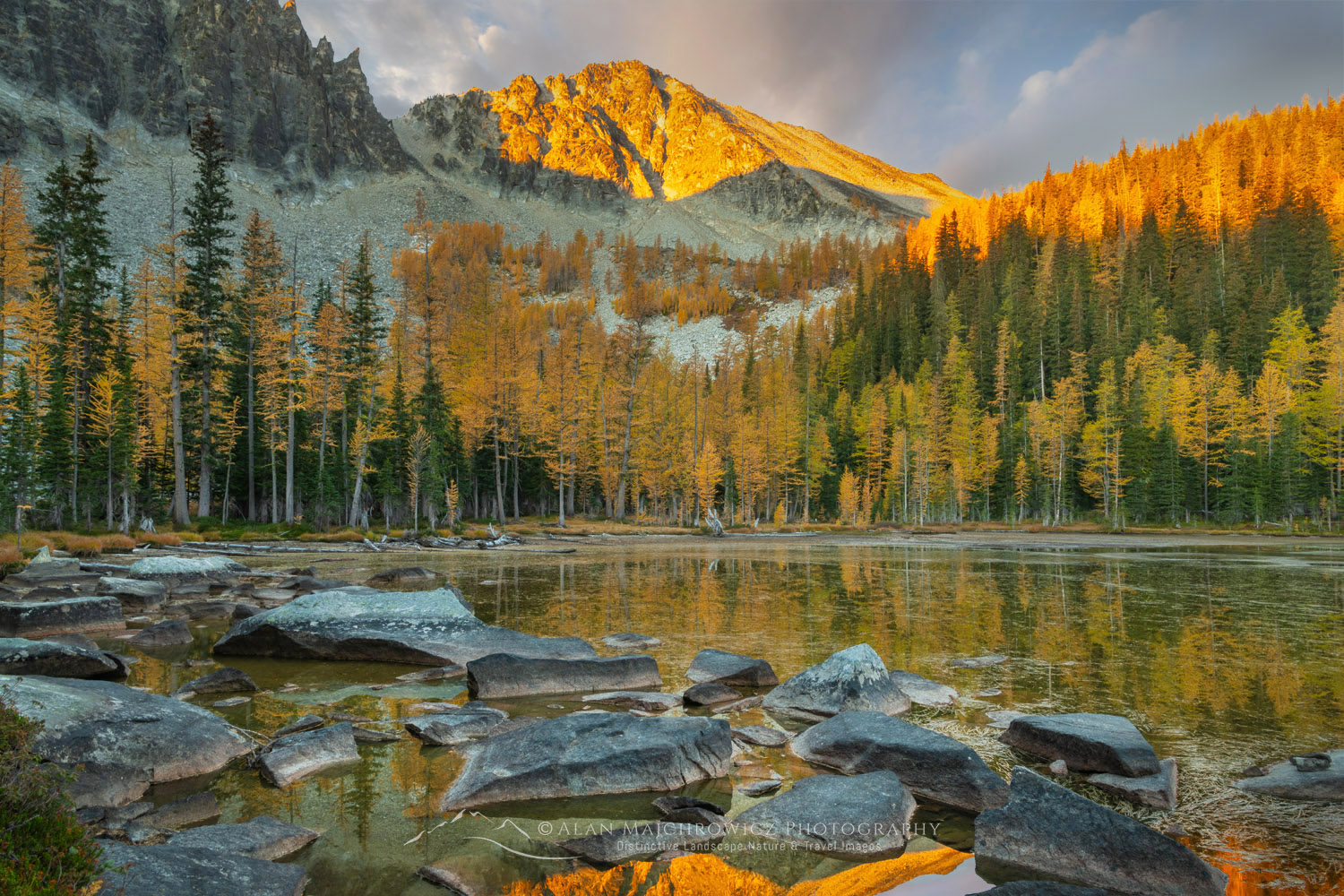 Subalpine Larches (Larix lyallii) displaying golden autumn foliage at Crater Lakes, along the Sawtooth Crest. North Cascades Washington