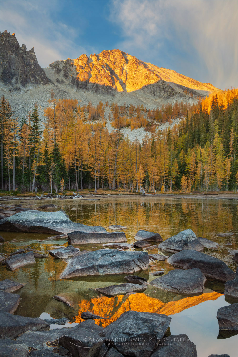 Subalpine Larches (Larix lyallii) displaying golden autumn foliage at Crater Lakes, along the Sawtooth Crest. North Cascades Washington