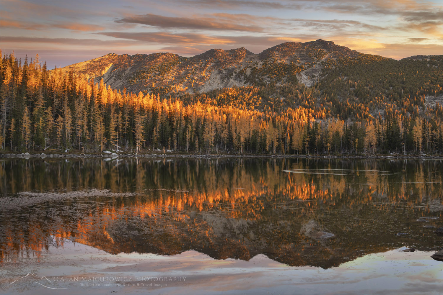 Subalpine Larches (Larix lyallii) displaying golden autumn foliage at Crater Lakes, along the Sawtooth Crest. North Cascades, Washington #87306