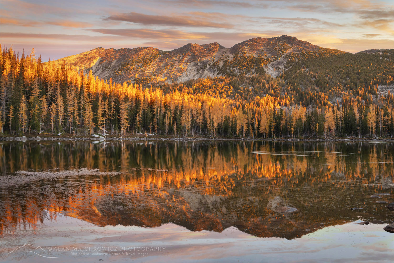 Subalpine Larches (Larix lyallii) displaying golden autumn foliage at Crater Lakes, along the Sawtooth Crest. North Cascades Washington