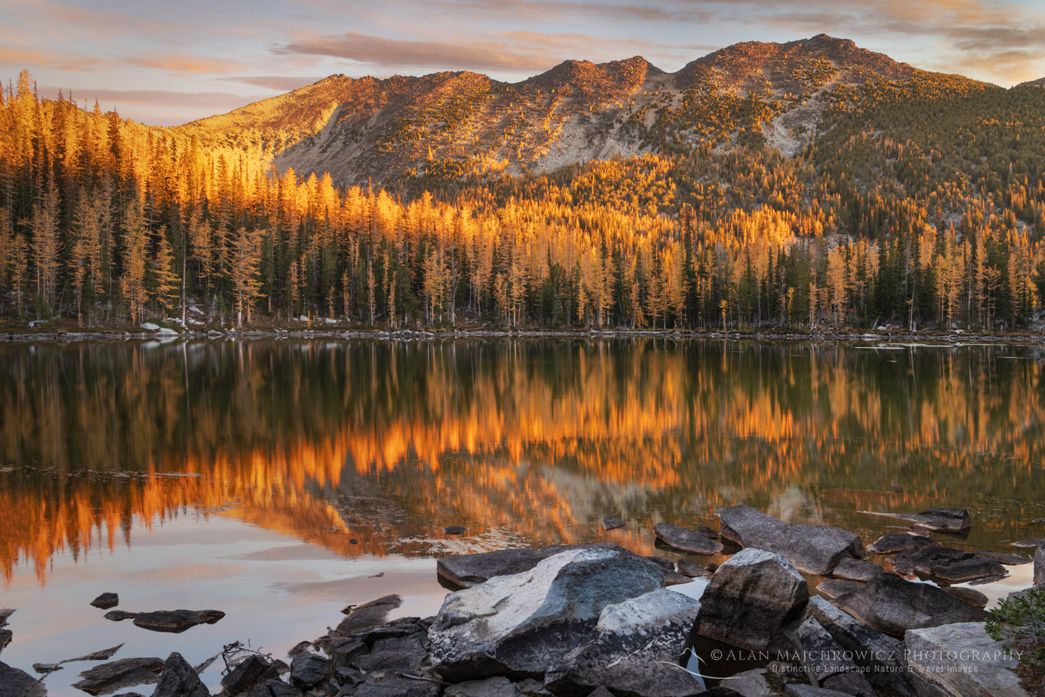 Subalpine Larches (Larix lyallii) displaying golden autumn foliage at Crater Lakes, along the Sawtooth Crest. North Cascades Washington