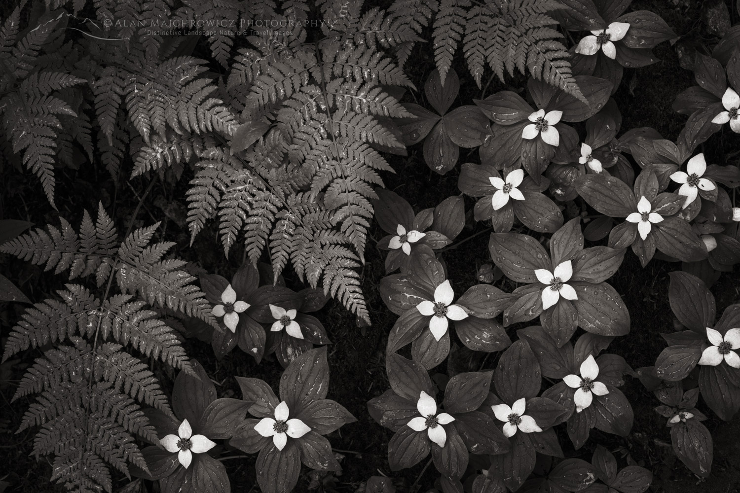 Bunchberry (Cornus canadensis) and Oak Fern (Gymnocarpium dryopteris) Glacier National Park British Columbia #86050bw