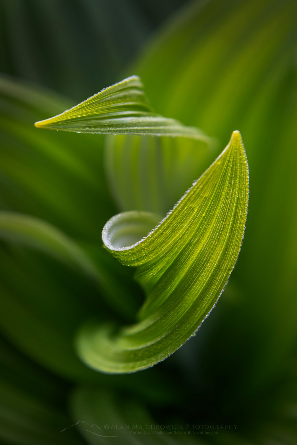 False Hellebore or Corn Lily (Veratrum viride) Mount Baker Wilderness. Mt. Baker-Snoqualmie National Forest, North Cascades, Washington #85968