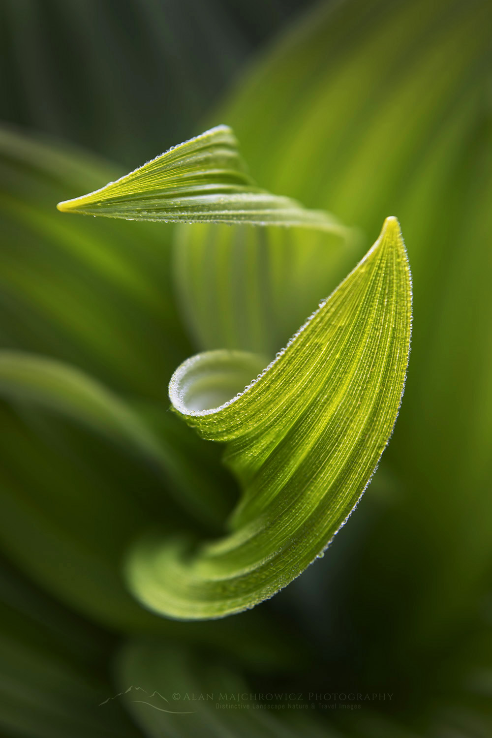 False Hellebore or Corn Lily (Veratrum viride) Mount Baker Wilderness. Mt. Baker-Snoqualmie National Forest North Cascades Washington #85968