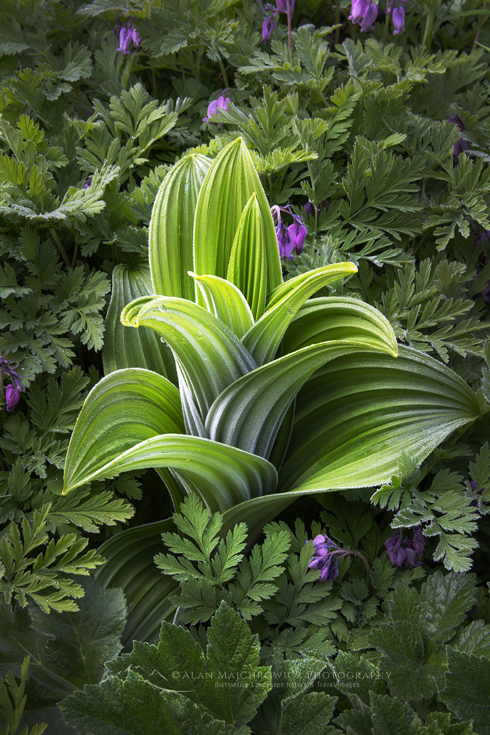 False Hellebore or Corn Lily (Veratrum viride) and Pacific Bleeding-heart (Dicentra formosa), Mount Baker Wilderness. Mt. Baker-Snoqualmie National Forest North Cascades Washington #85987