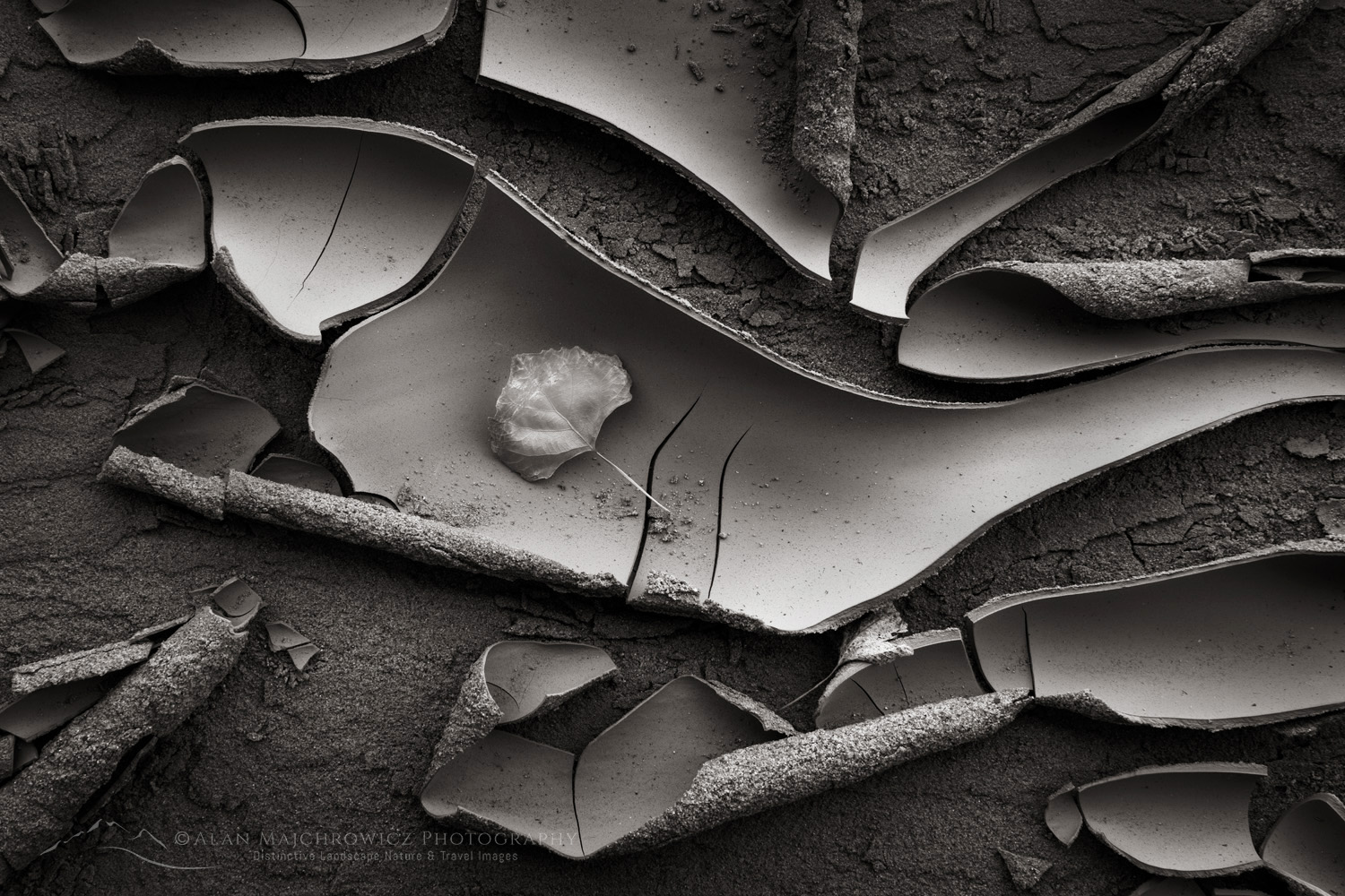 Cracked mud patterns in Harris Wash, Grand Staircase-Escalante National Monument, Utah #84621bw