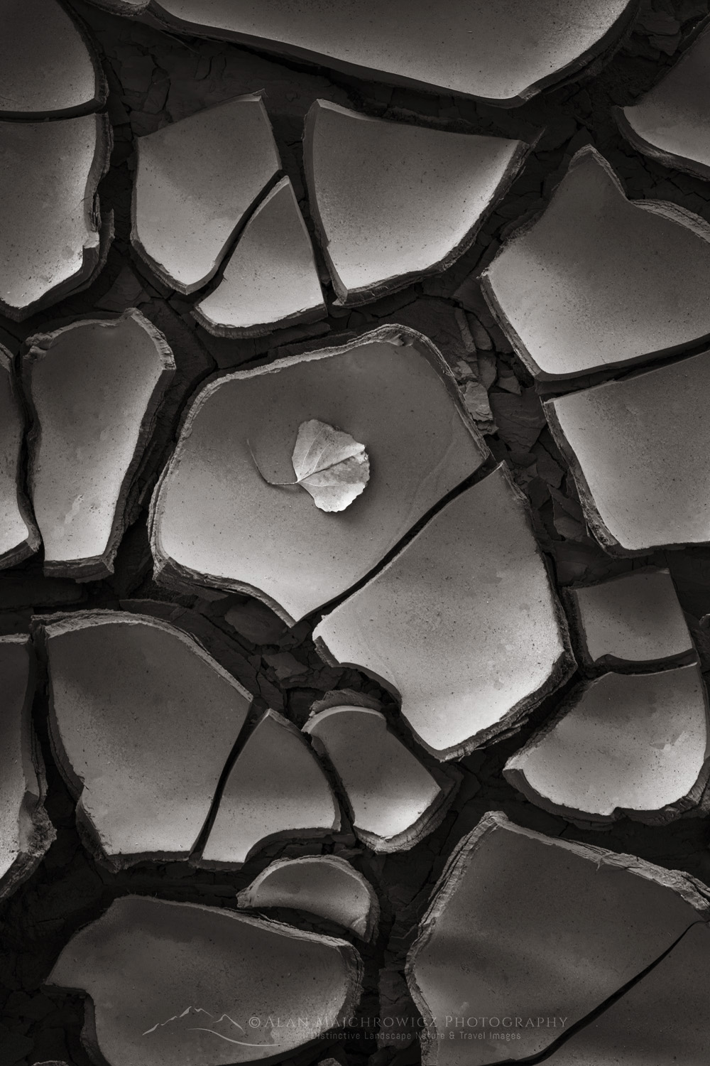 Cracked mud patterns in Harris Wash, Grand Staircase-Escalante National Monument, Utah #84624bw