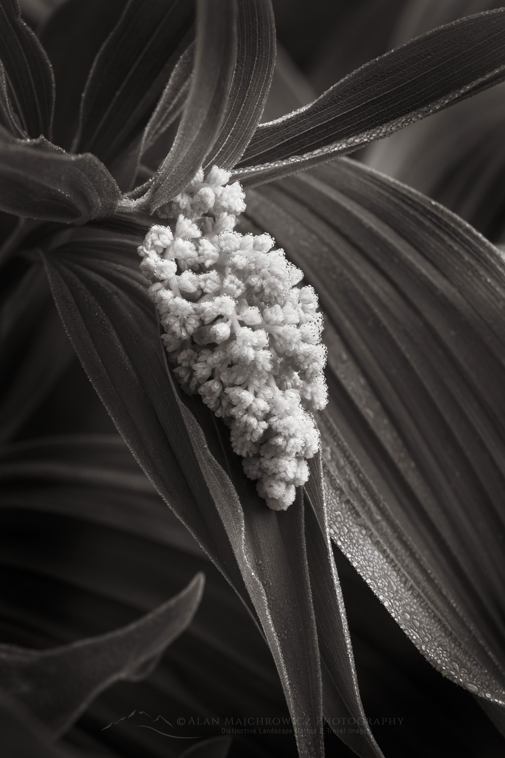 False Solomon's Seal (Maianthemum racemosum) and False Hellebore or Corn Lily (Veratrum viride), North Cascades, Washington #85912bw