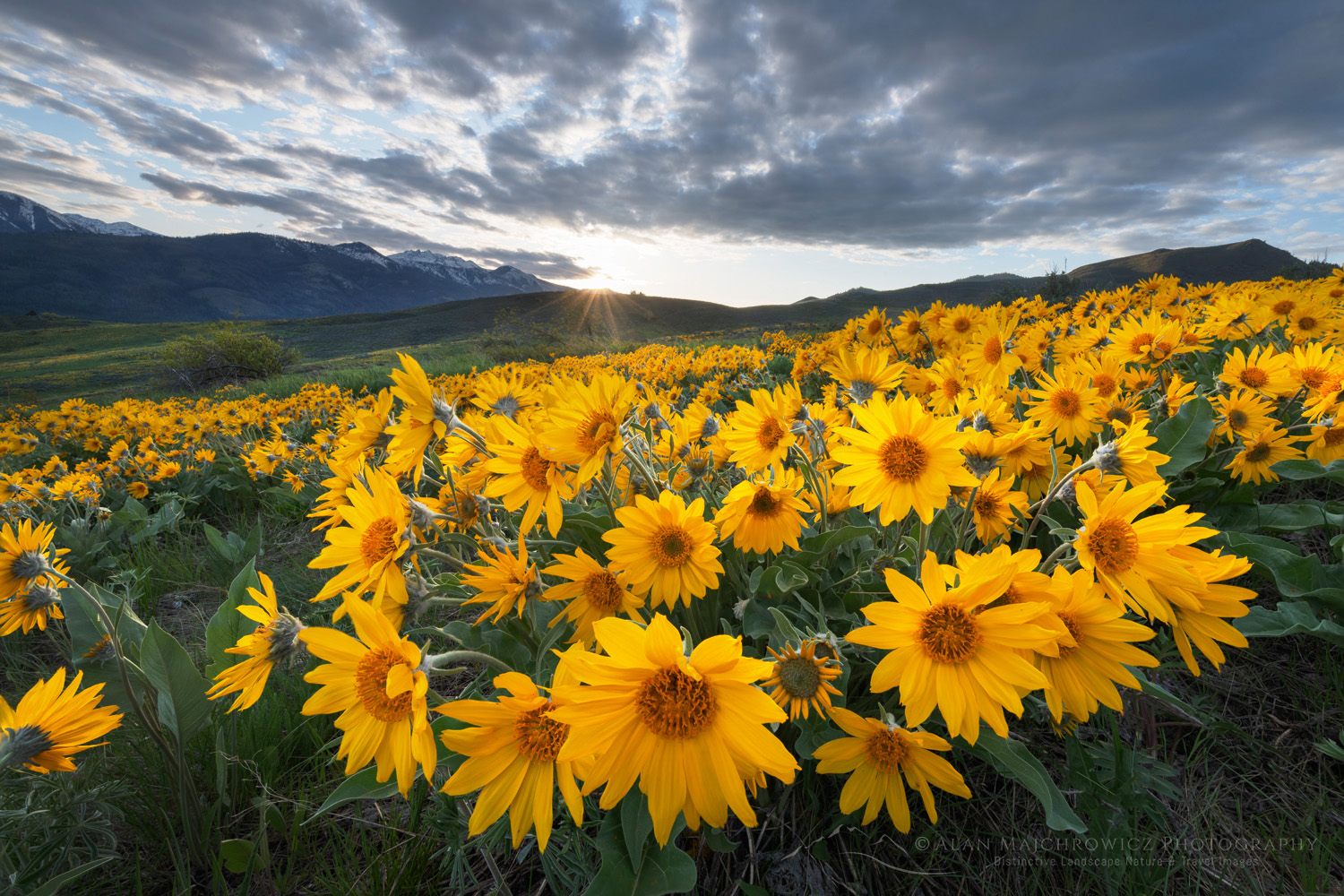 Arrowleaf Balsamroot (Balsamorhiza sagittata) growing in meadows of the Methow Valley, North Cascades Washington #85716 Photo Highlights of 2025