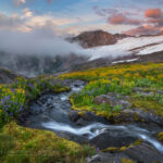 Wildflowers on Heliotrope Ridge, Mount Baker, Coleman, and Roosevelt glaciers are in the distance. Mount Baker Wilderness, North Cascades #87108
