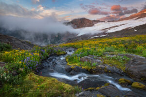 Wildflowers on Heliotrope Ridge, Mount Baker, Coleman, and Roosevelt glaciers are in the distance. Mount Baker Wilderness, North Cascades #87108