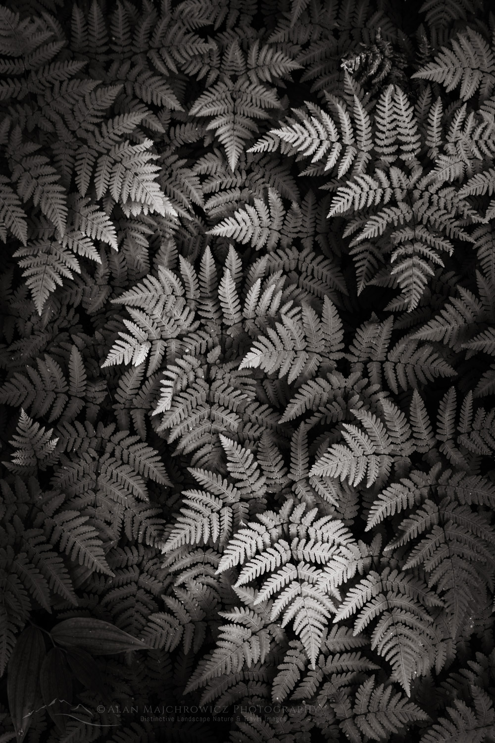 Oak Fern (Gymnocarpium dryopteris) Glacier National Park, British Columbia #86049bw