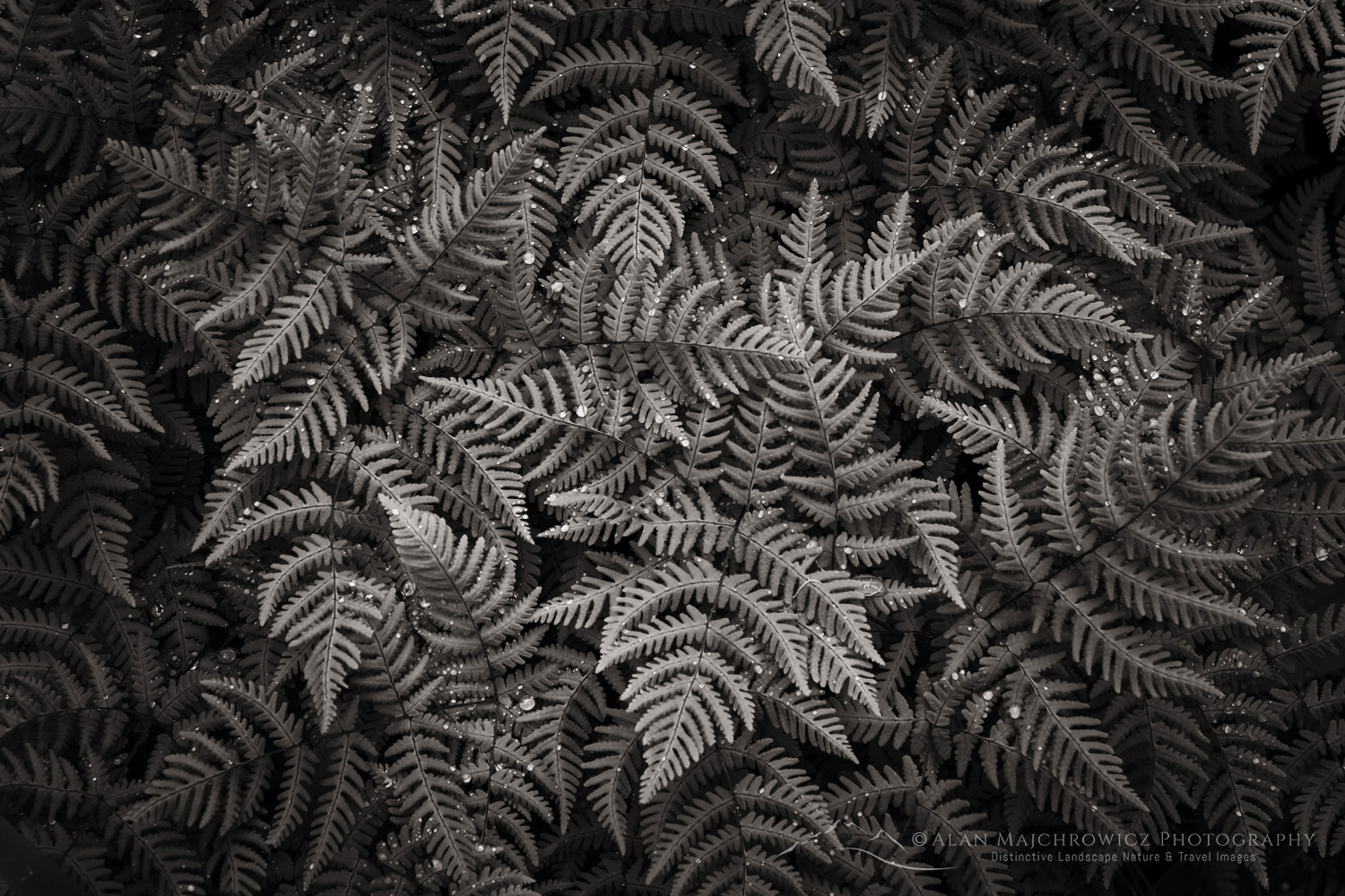 Oak Fern (Gymnocarpium dryopteris) Glacier National Park, British Columbia #86081bw