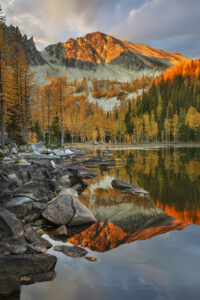 Subalpine Larches (Larix lyallii) displaying golden autumn foliage at Crater Lakes, along the Sawtooth Crest. North Cascades, Washington #87296
