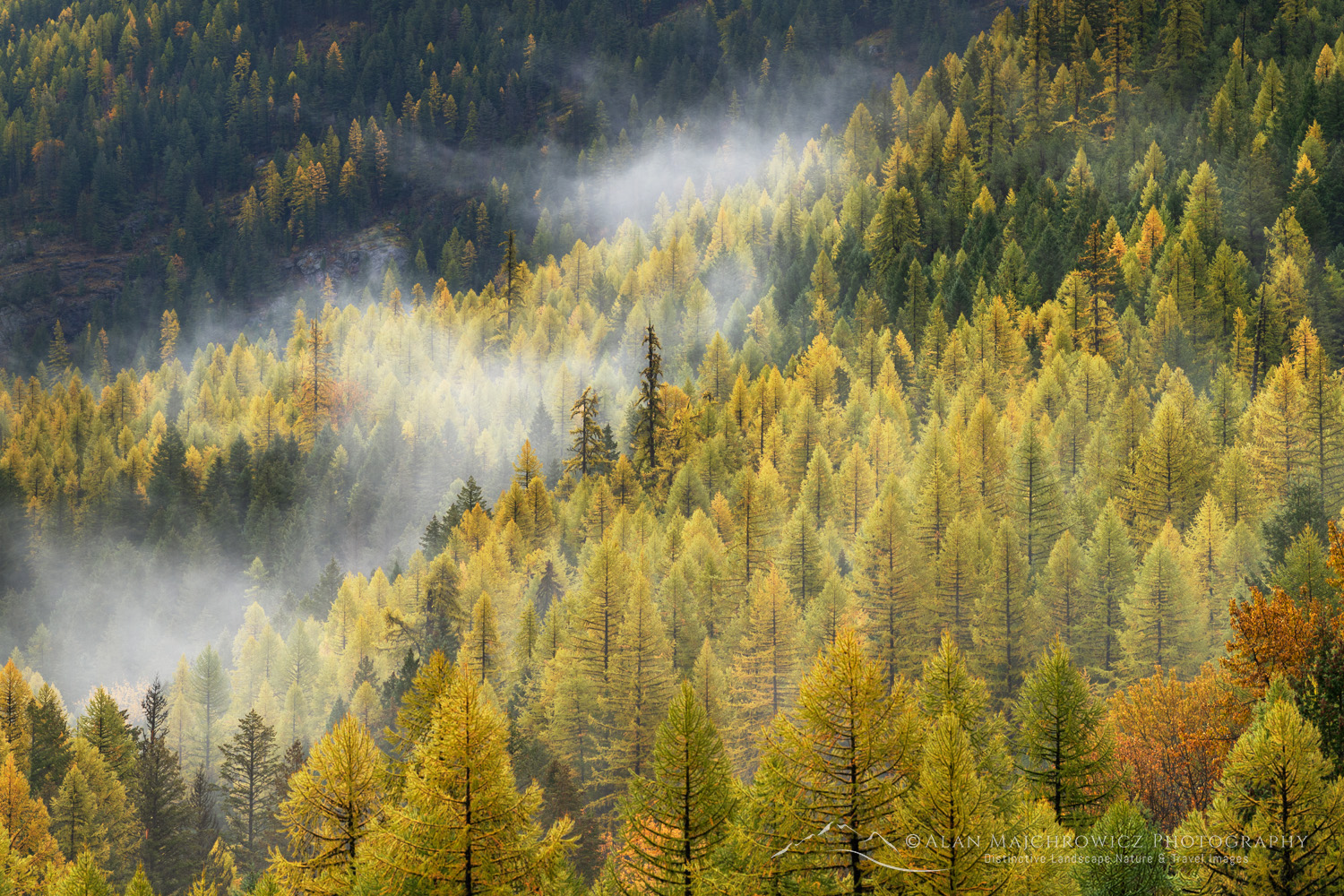 Western Larches (Larix occidentalis) in autumn foliage. Glacier National Park, Montana #87663