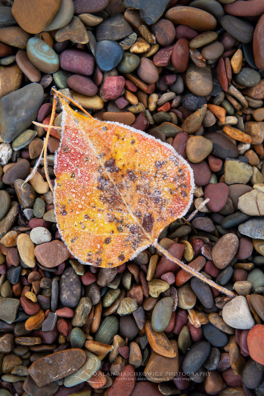 Cottonwood leaf in fall color on beach of Lake McDonald. Glacier National Park, Montana #87540