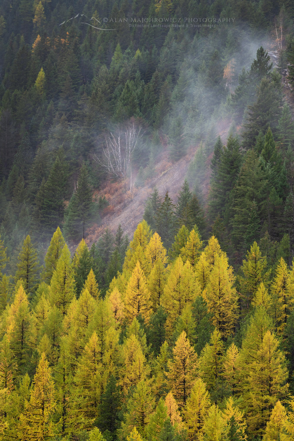 Western Larches (Larix occidentalis) in autumn foliage. Glacier National Park, Montana #87573