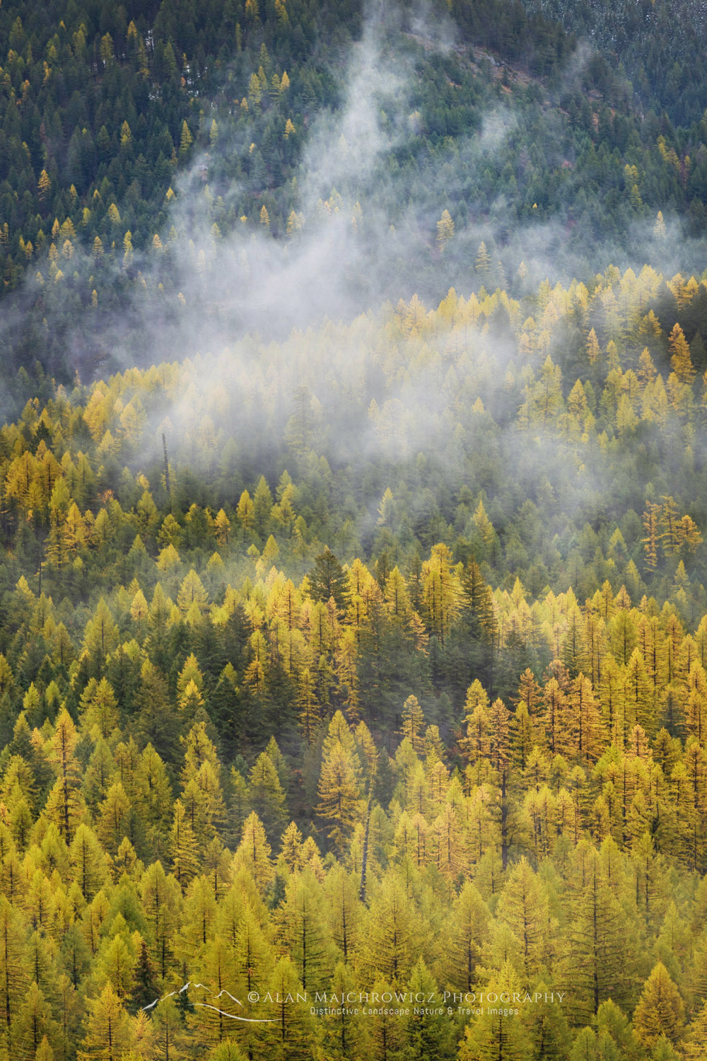 Larches (Larix occidentalis) in autumn foliage. Glacier National Park, Montana #87601