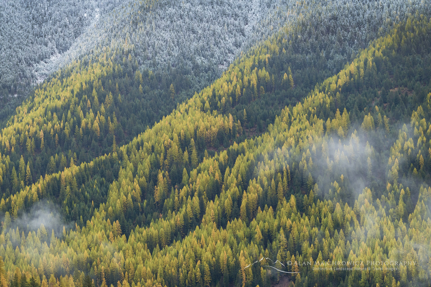 Western Larches (Larix occidentalis) in autumn foliage. Glacier National Park, Montana #87654