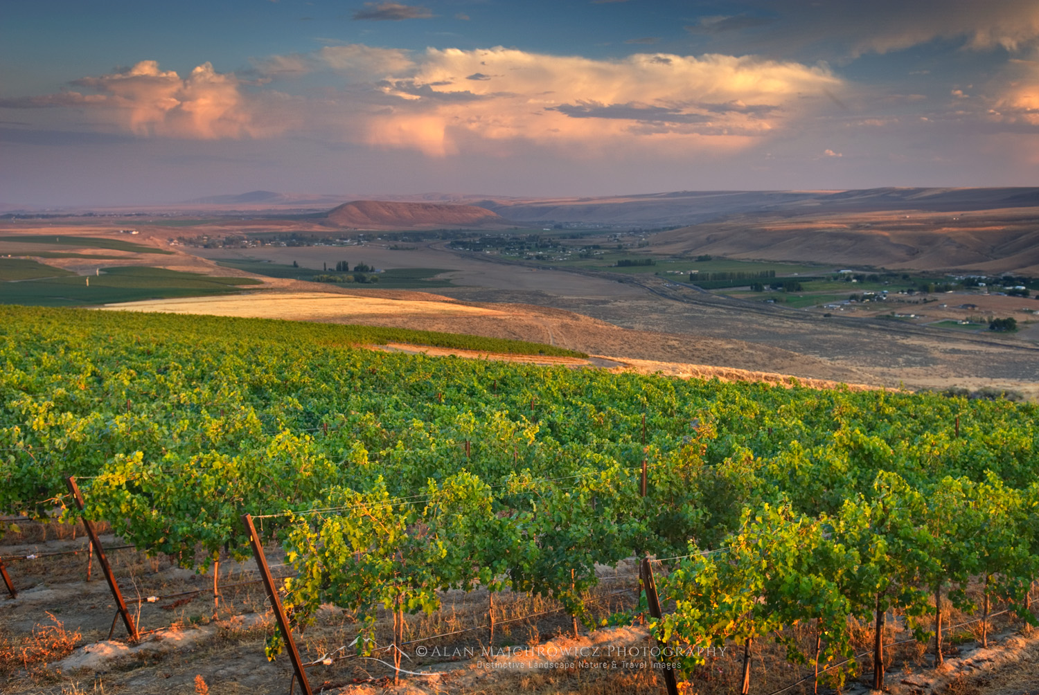 View of vineyards on Goose Ridge, a premium wine growing area of the famed Columbia Valley Washington #19602