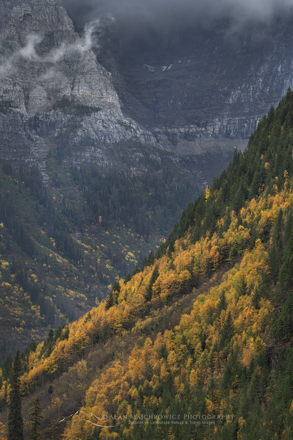 Autumn foliage along Going To The Sun Road, Glacier National Park #87336