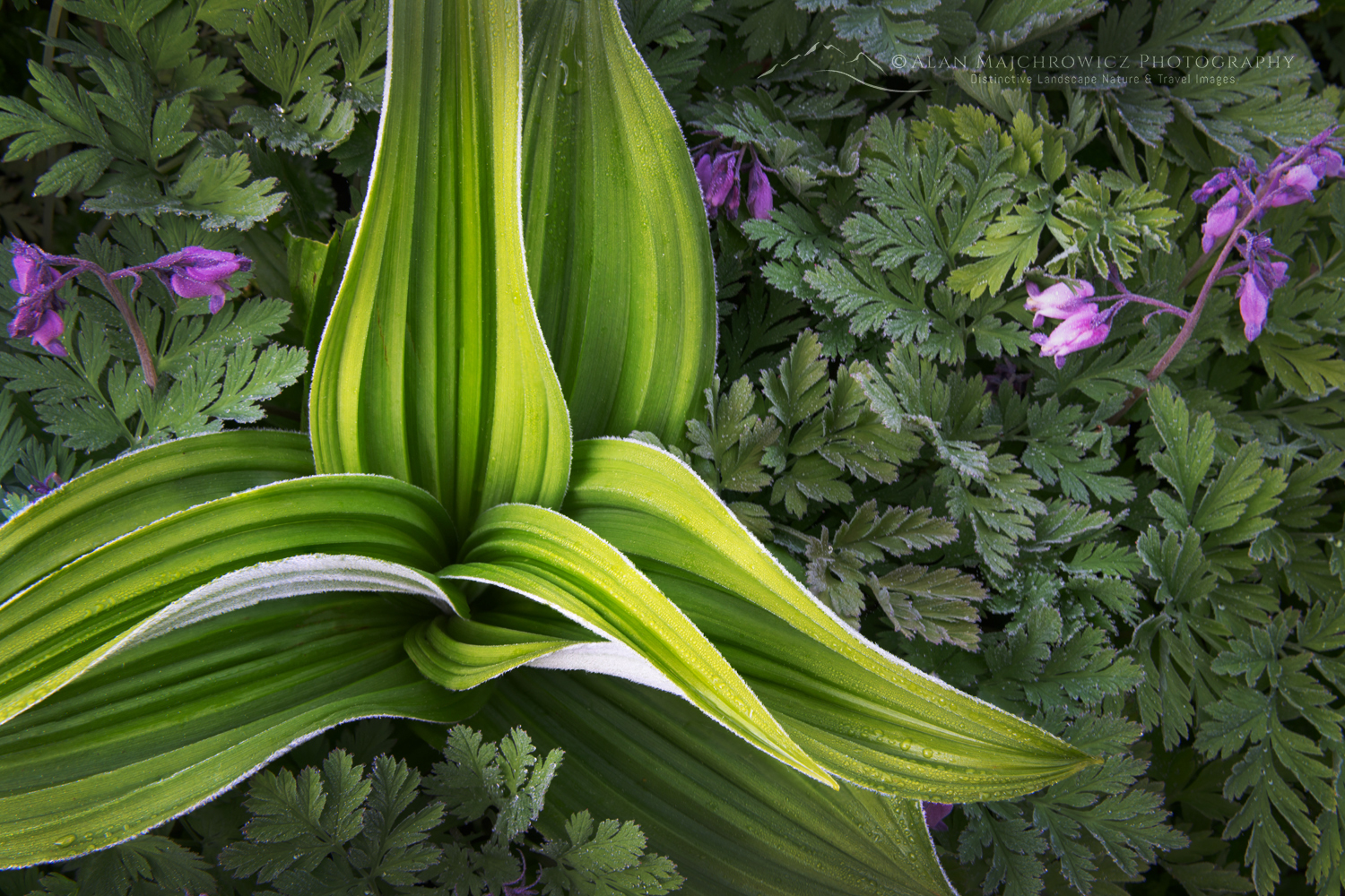 False Hellebore or Corn Lily (Veratrum viride) and Pacific Beeding-heart ((Dicentra formosa) Mount Baker Wilderness. Mt. Baker-Snoqualmie National Forest North Cascades Washington #85972