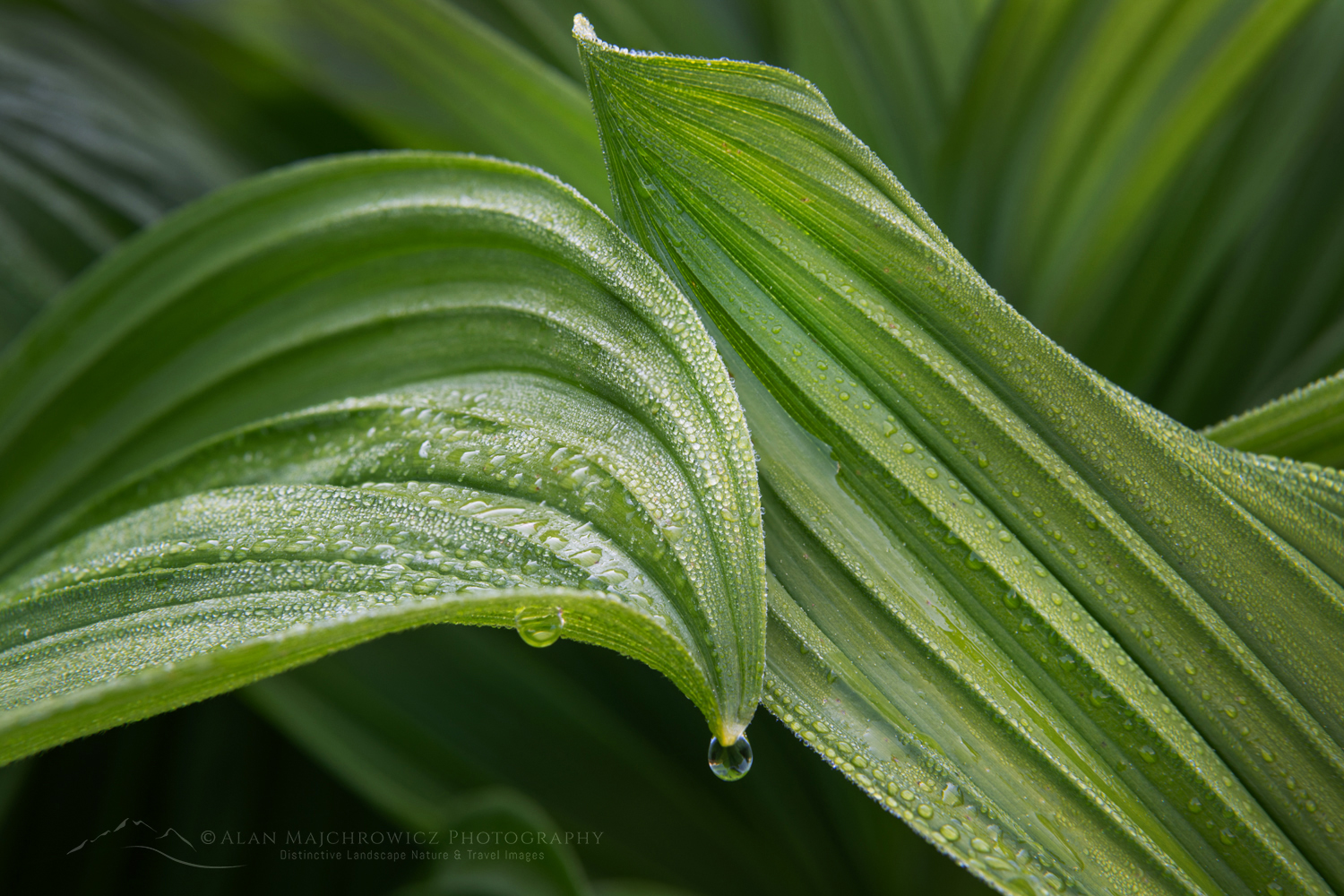 False Hellebore or Corn Lily (Veratrum viride) Mount Baker Wilderness. Mt. Baker-Snoqualmie National Forest North Cascades Washington #85946