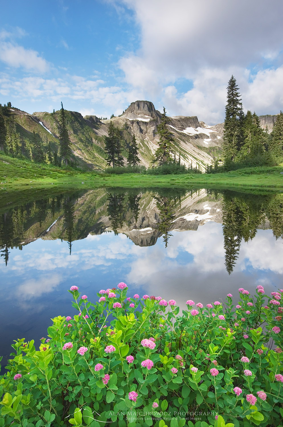 Table Mountain reflected in a small lake in Heather Meadows Recreation Area, North Cascades, Washington. In the foreground is Rosy Spiraea (Spiraea splendens) #54390