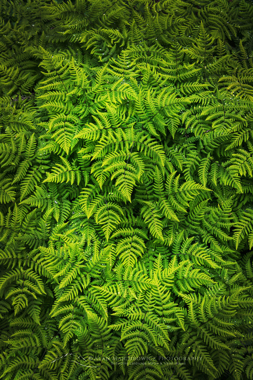 Oak Fern (Gymnocarpium dryopteris) Glacier National Park British Columbia #86077