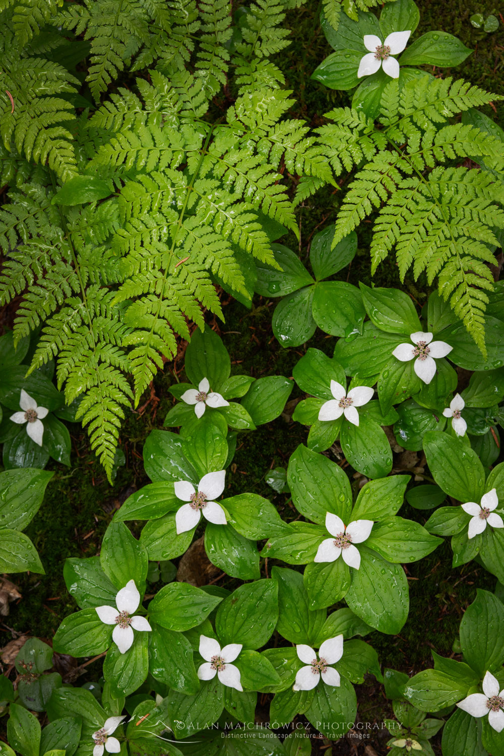 Bunchberry (Cornus canadensis) and Oak Fern (Gymnocarpium dryopteris) Glacier National Park British Columbia #86051
