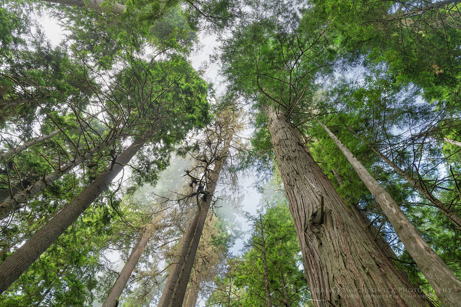 Old Growth forest of Western Red Cedar, Hemlock, and Douglas Fir in Heart O' the Hills. Olympic National Park Washington #71866