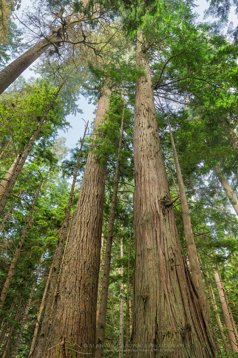 Old Growth forest of Western Red Cedar, Hemlock, and Douglas Fir in Heart O' the Hills. Olympic National Park Washington #71869