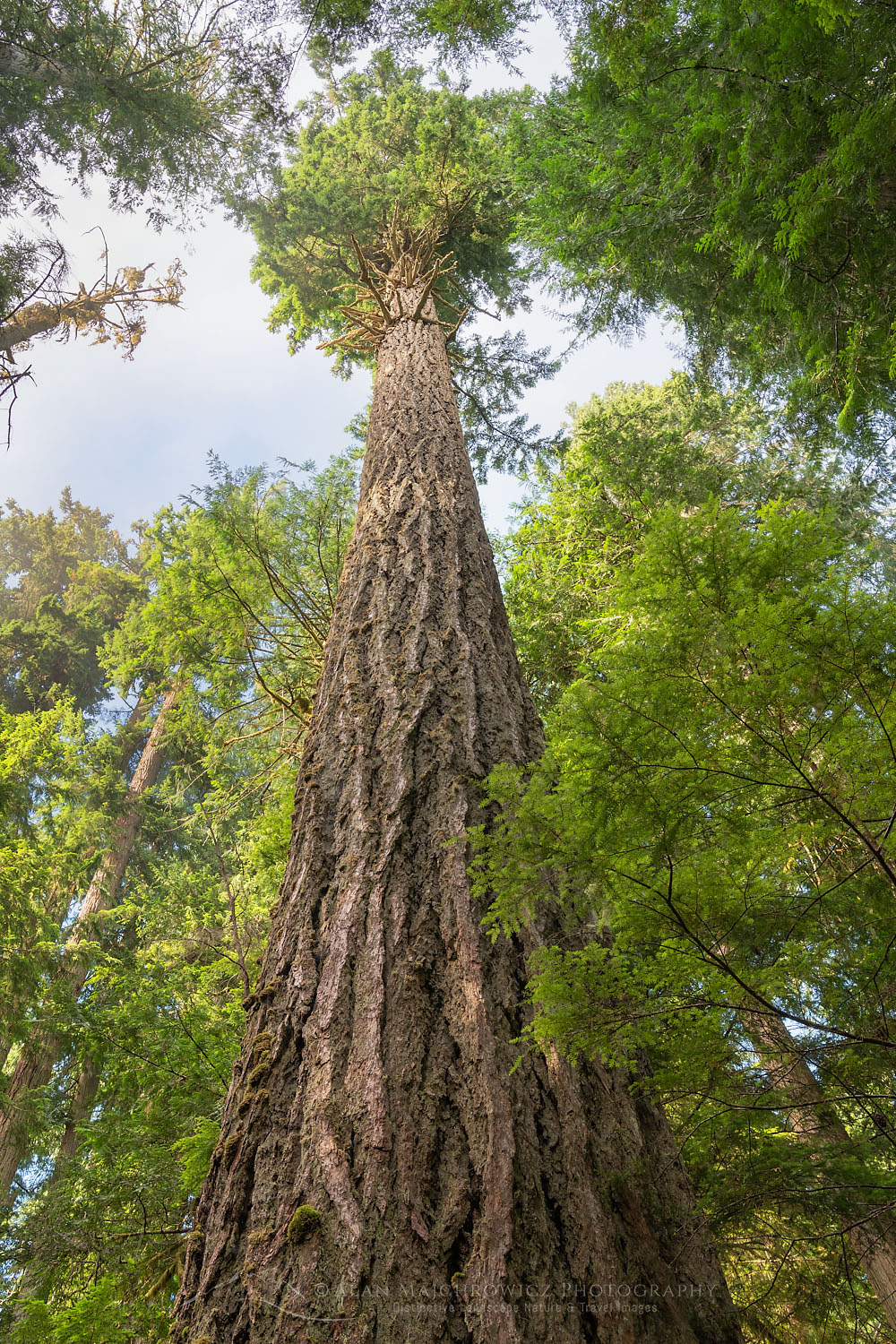 Old Growth Douglas Fir tree in Heart O' the Hills, Olympic National Park Washington #71877