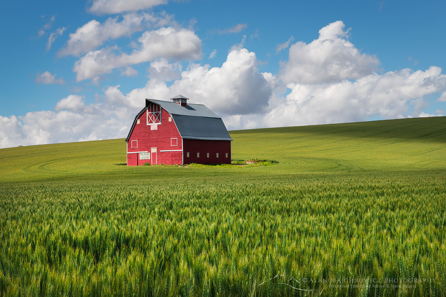 Classic red barn amidst green fields of wheat in the Palouse region of Washington State #68734