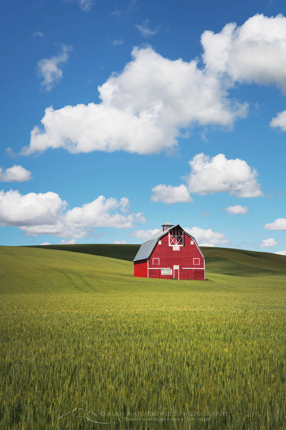Classic red barn amidst green fields of wheat in the Palouse region of Washington State #68740